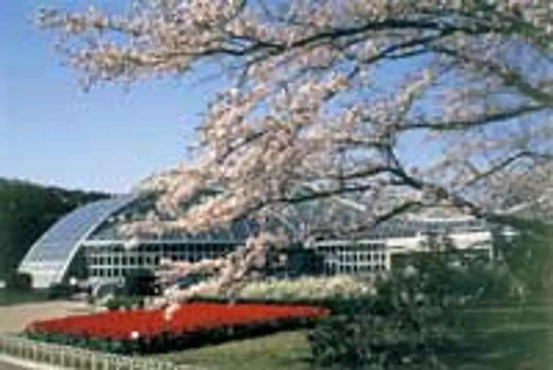 桜　京都府立植物園