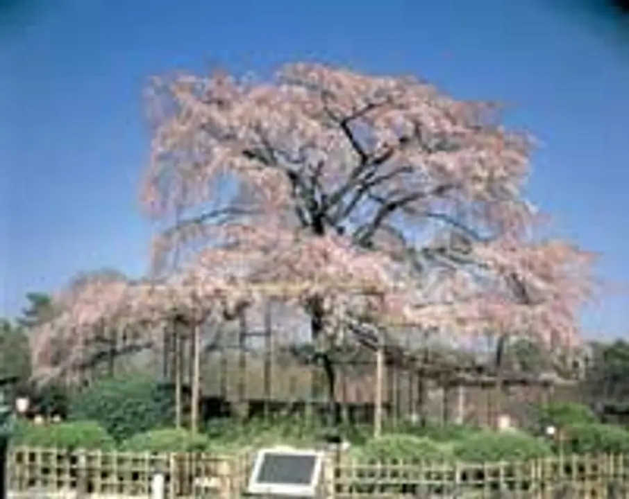 桜　円山公園