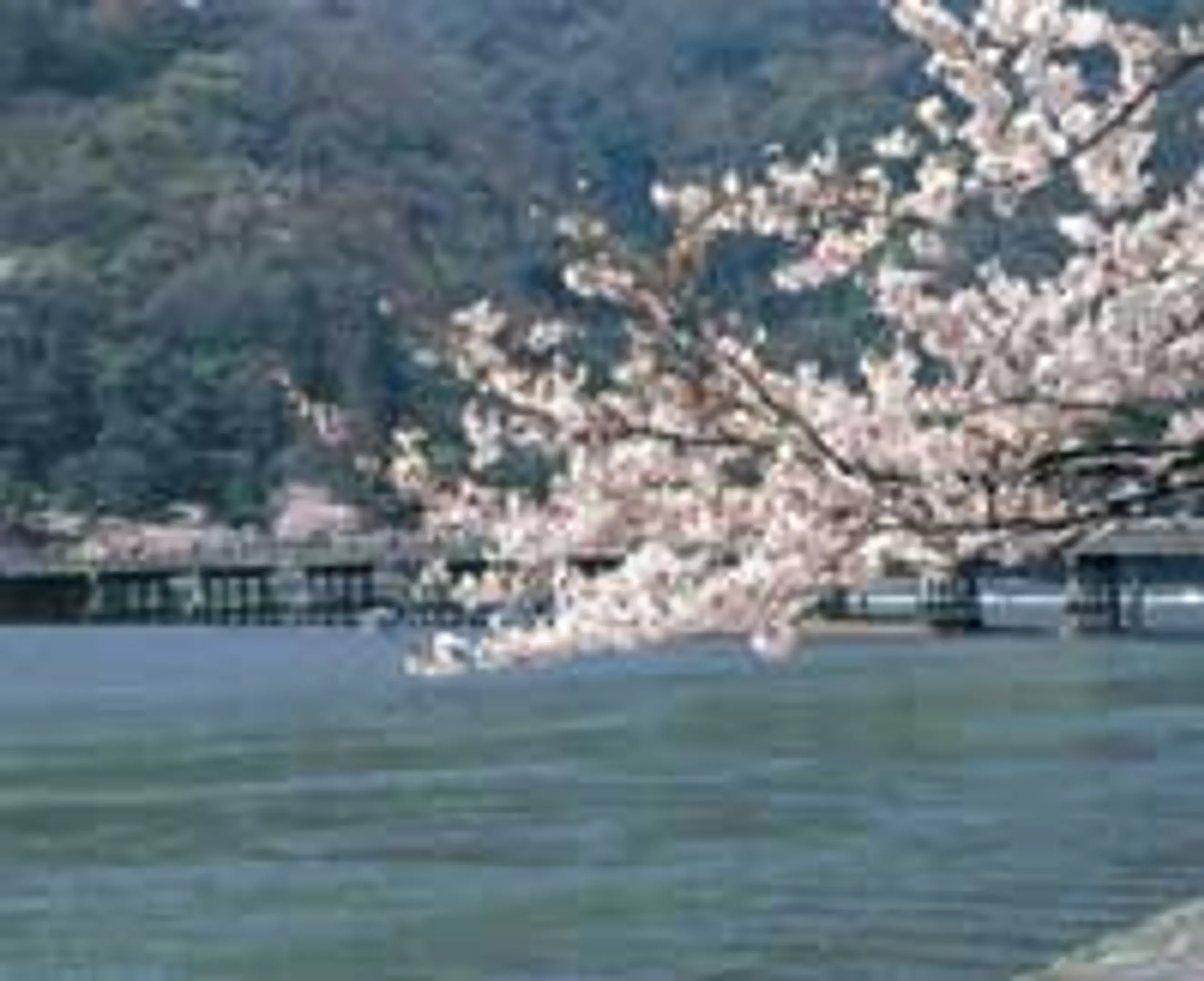 桜　嵐山一帯