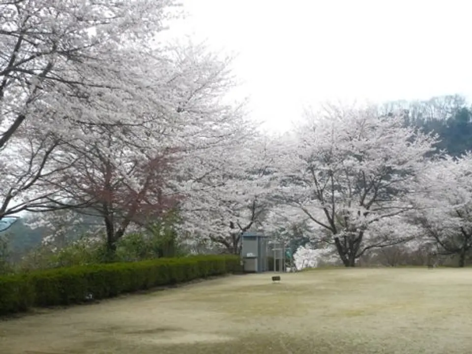 【高山ダム】桜