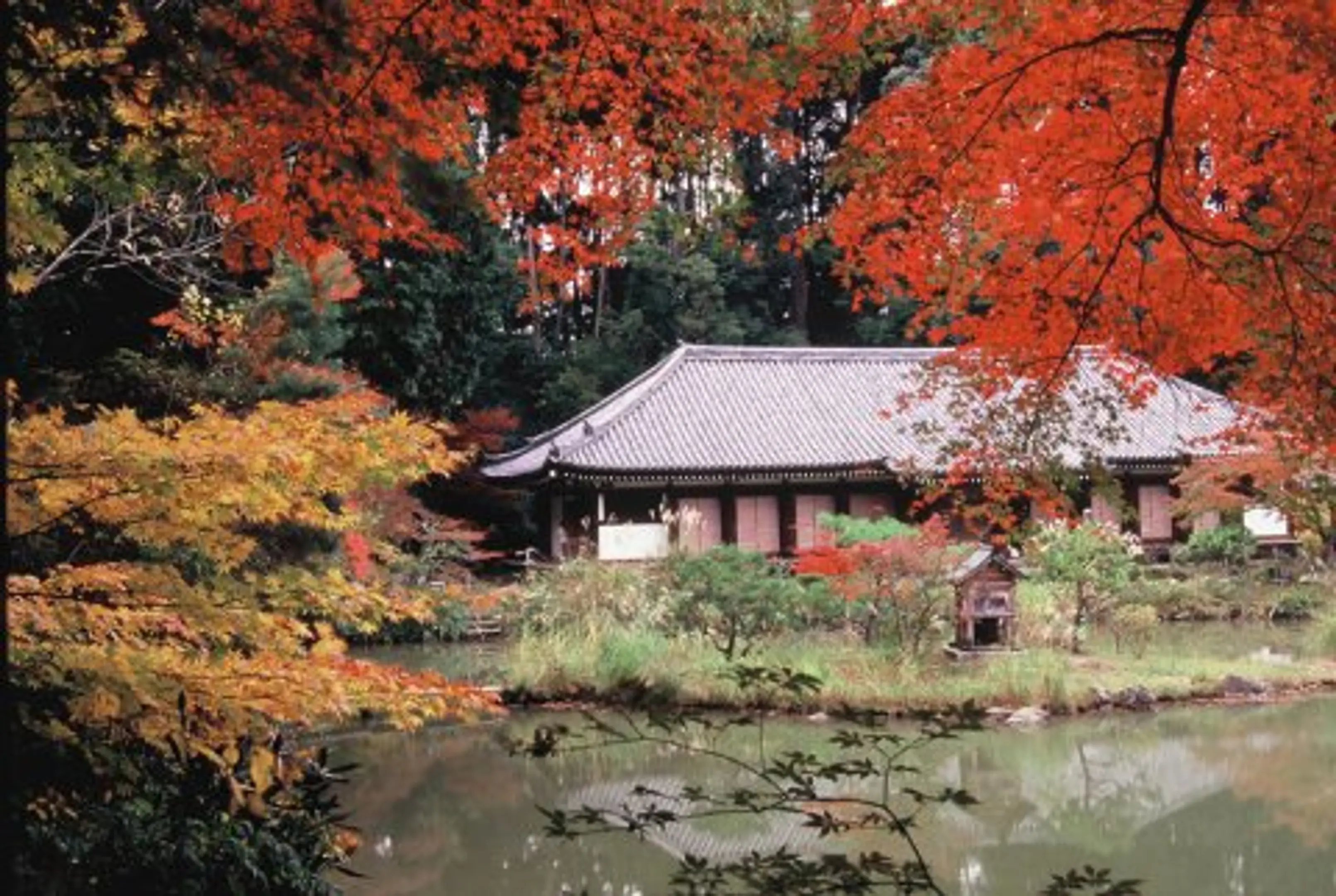 浄瑠璃寺の紅葉