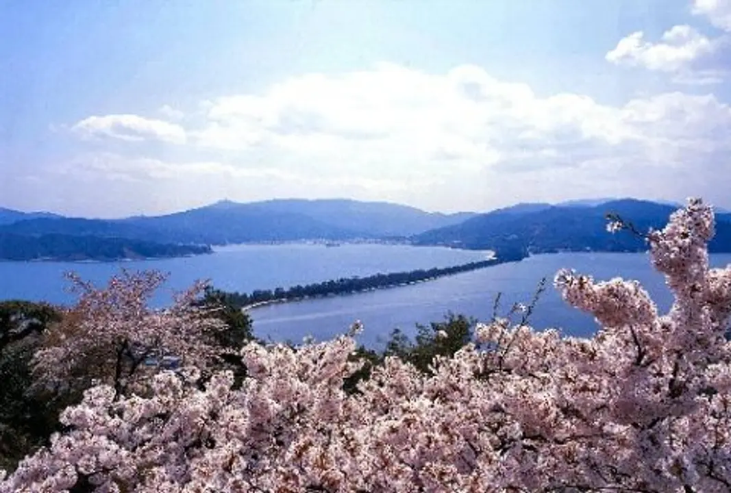 【傘松公園】桜