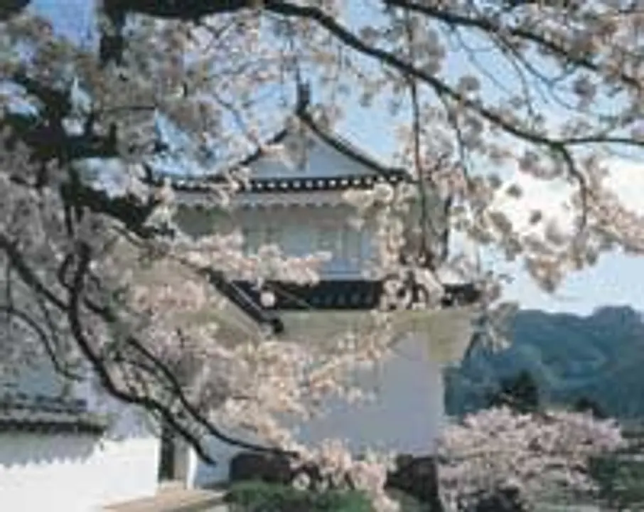 【舞鶴公園】桜