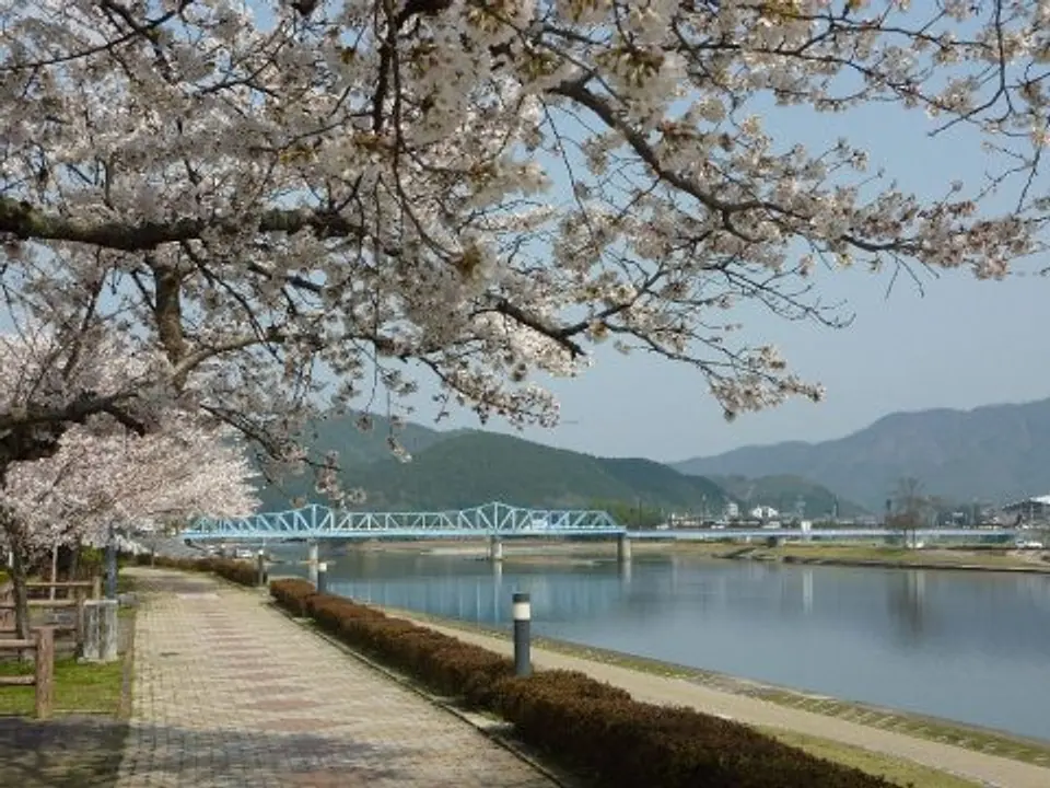 【大堰川堤防、大堰川緑地公園】桜