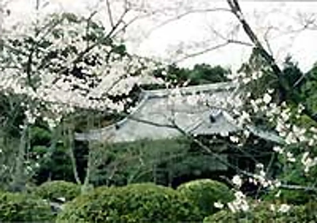 【大御堂観音寺】桜