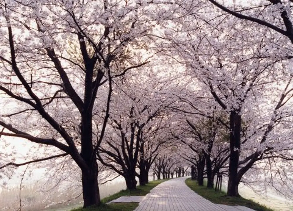 【淀川河川公園背割堤地区】桜