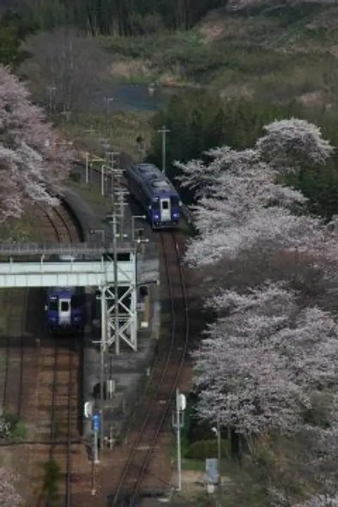 【JR笠置駅周辺】桜（ソメイヨシノ、ヤマザクラ等）