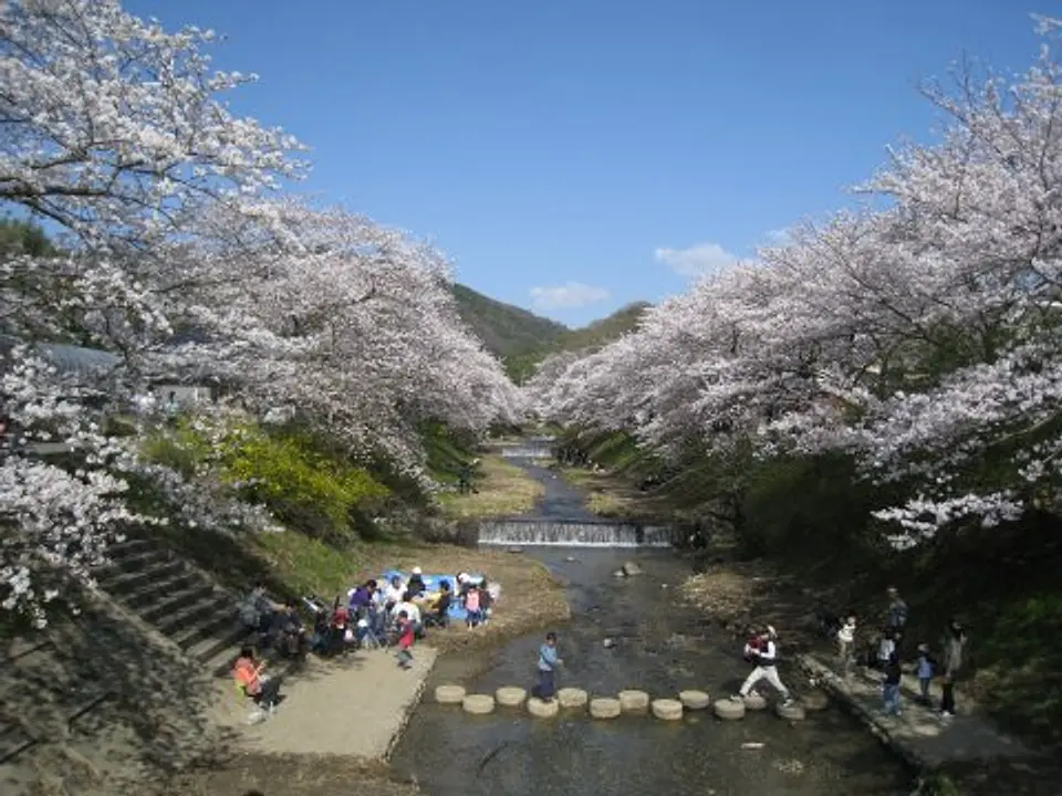 【玉川堤一帯】桜