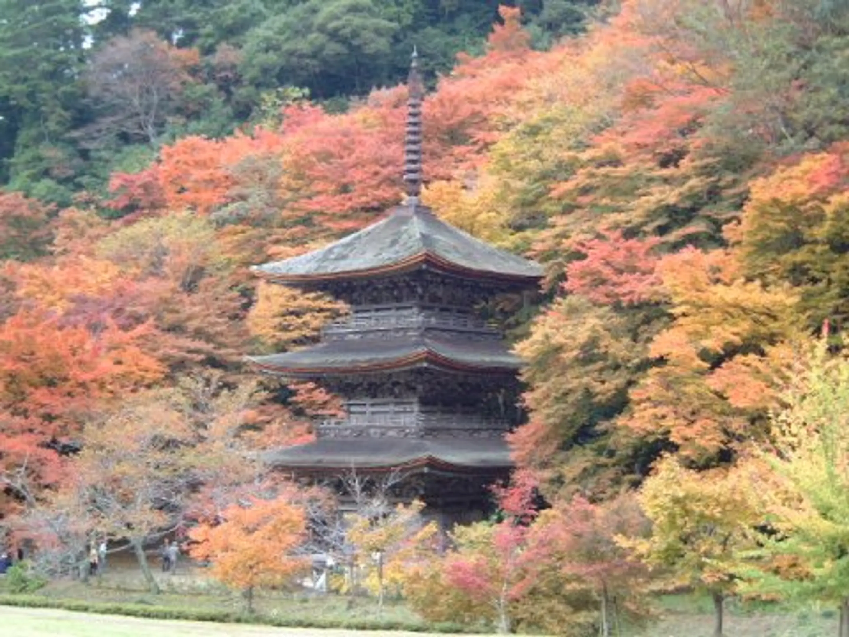 金剛院の紅葉