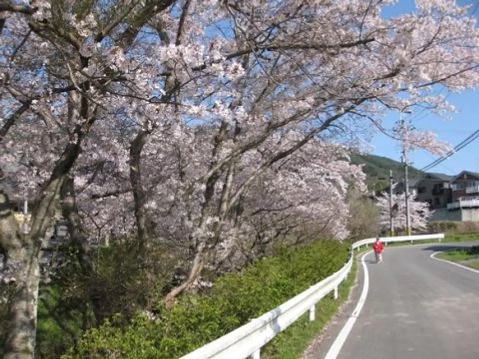 【石寺・高橋】桜