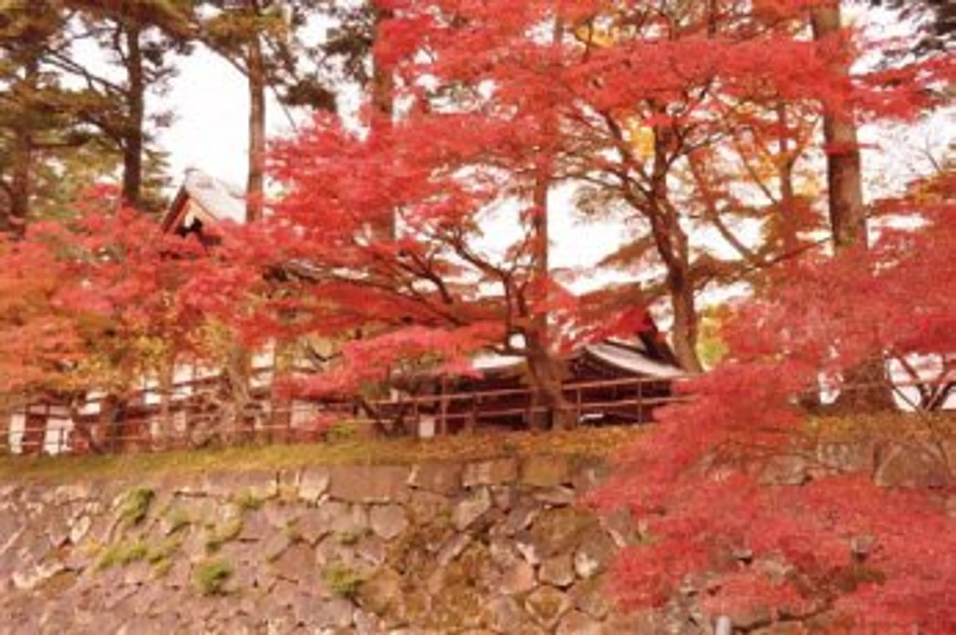 大本本部の紅葉