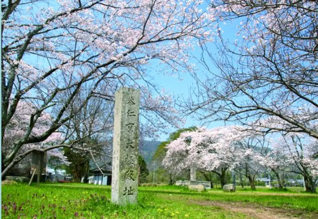 【恭仁宮跡】桜