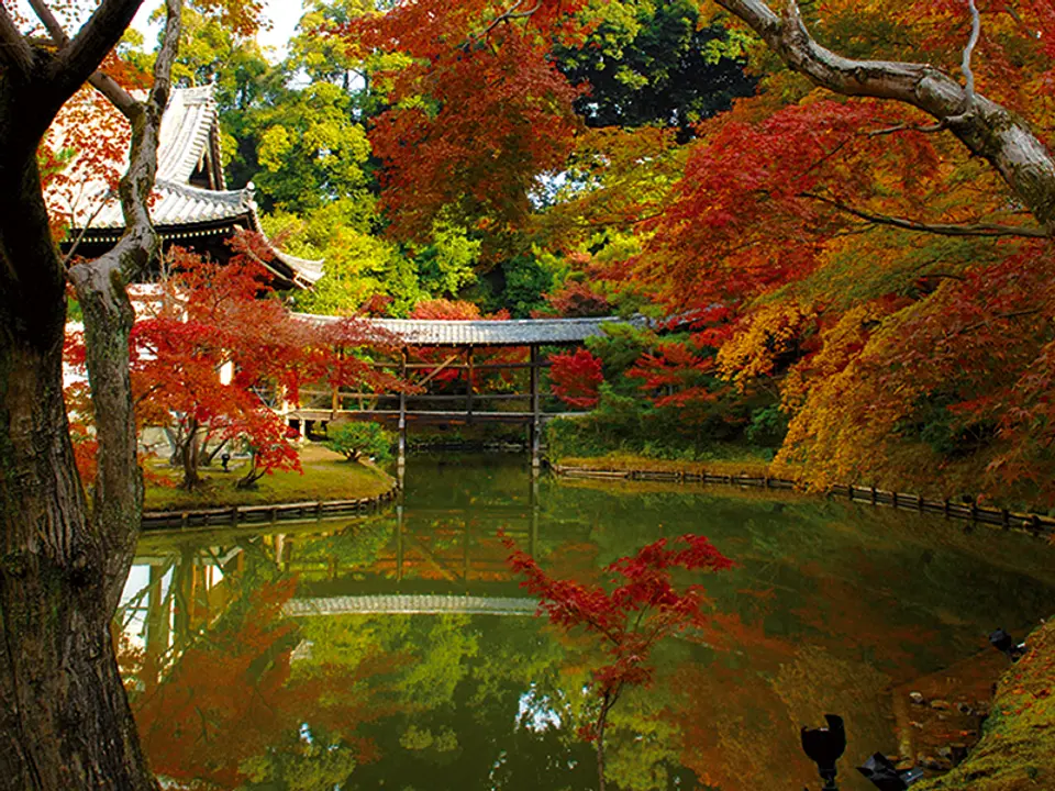 高台寺の紅葉