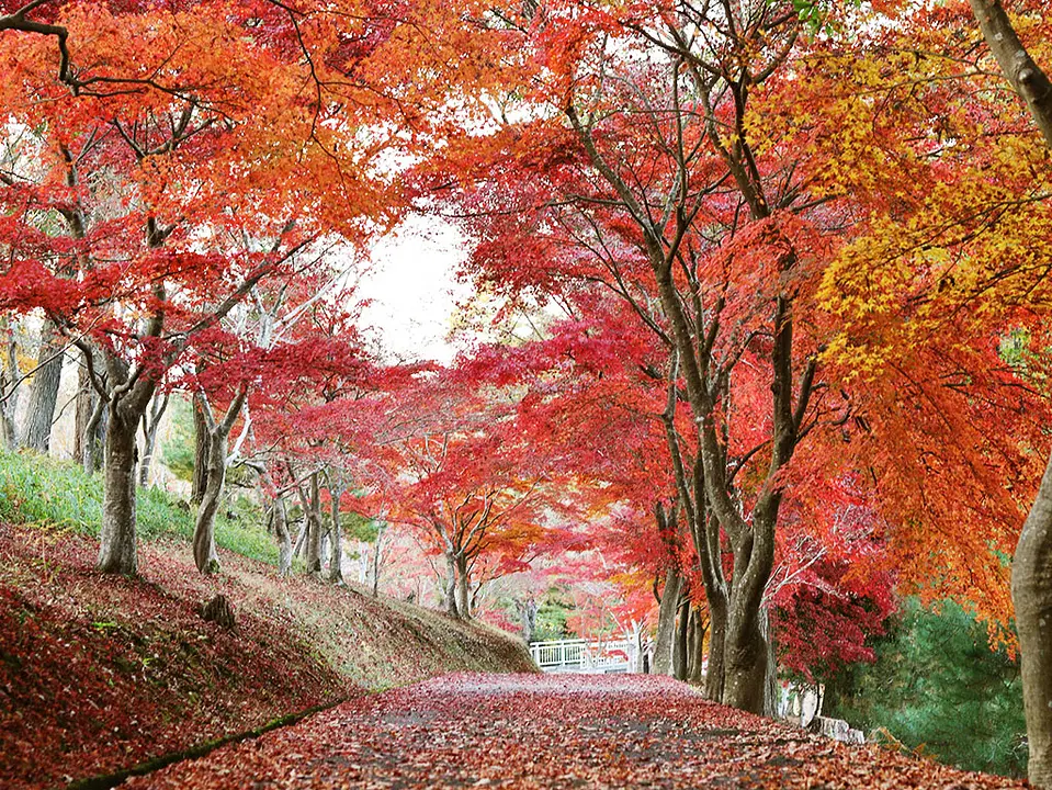 京都府立丹波自然運動公園の紅葉