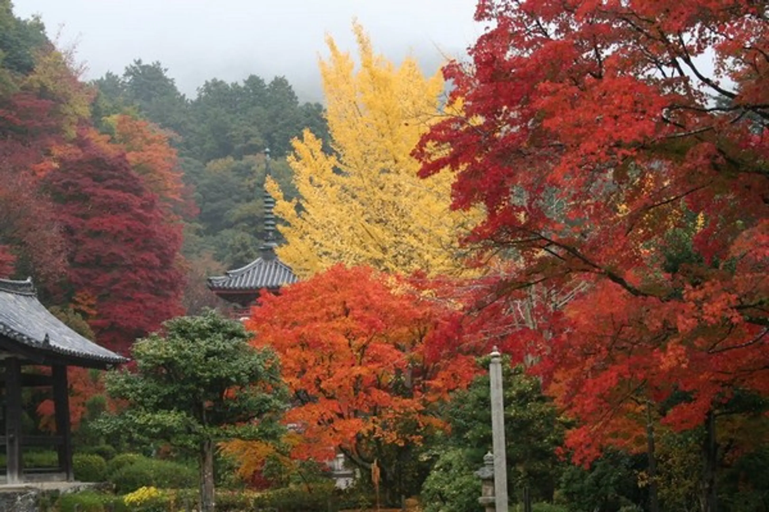 【三室戸寺】紅葉