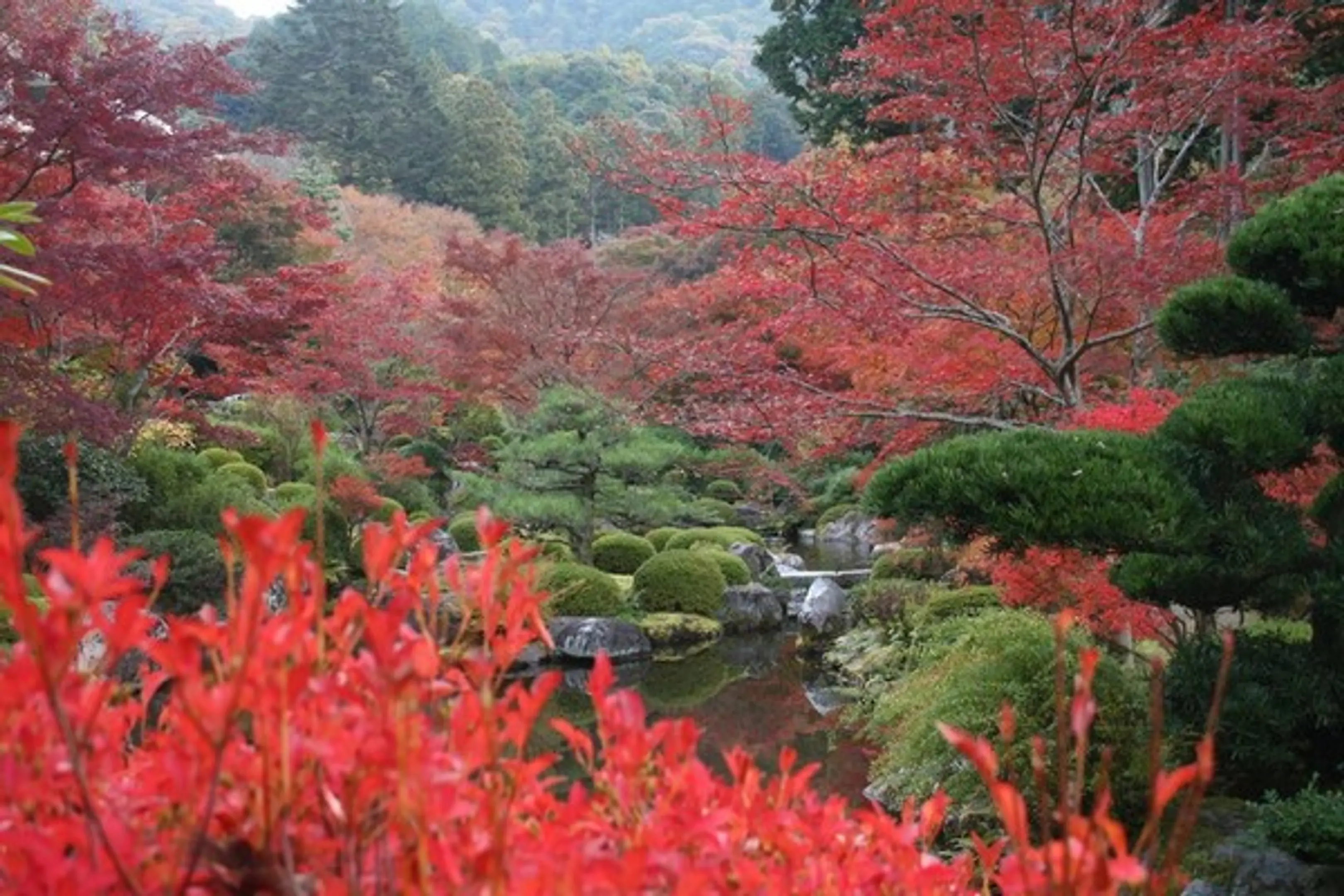 【三室戸寺】紅葉