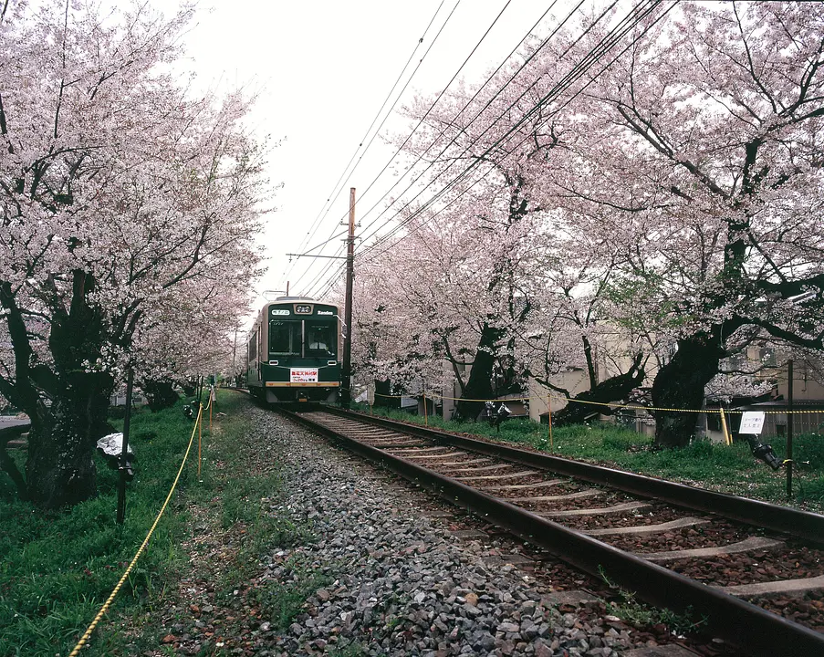 嵐電_桜のトンネル（京都市）.jpg