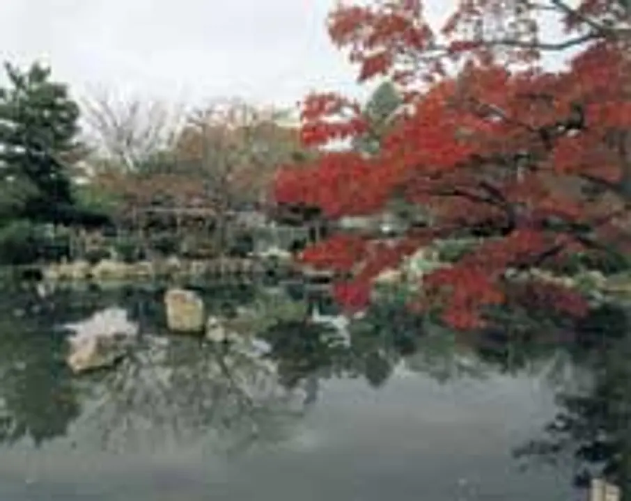 【円山公園】紅葉（イロハモミジ他）