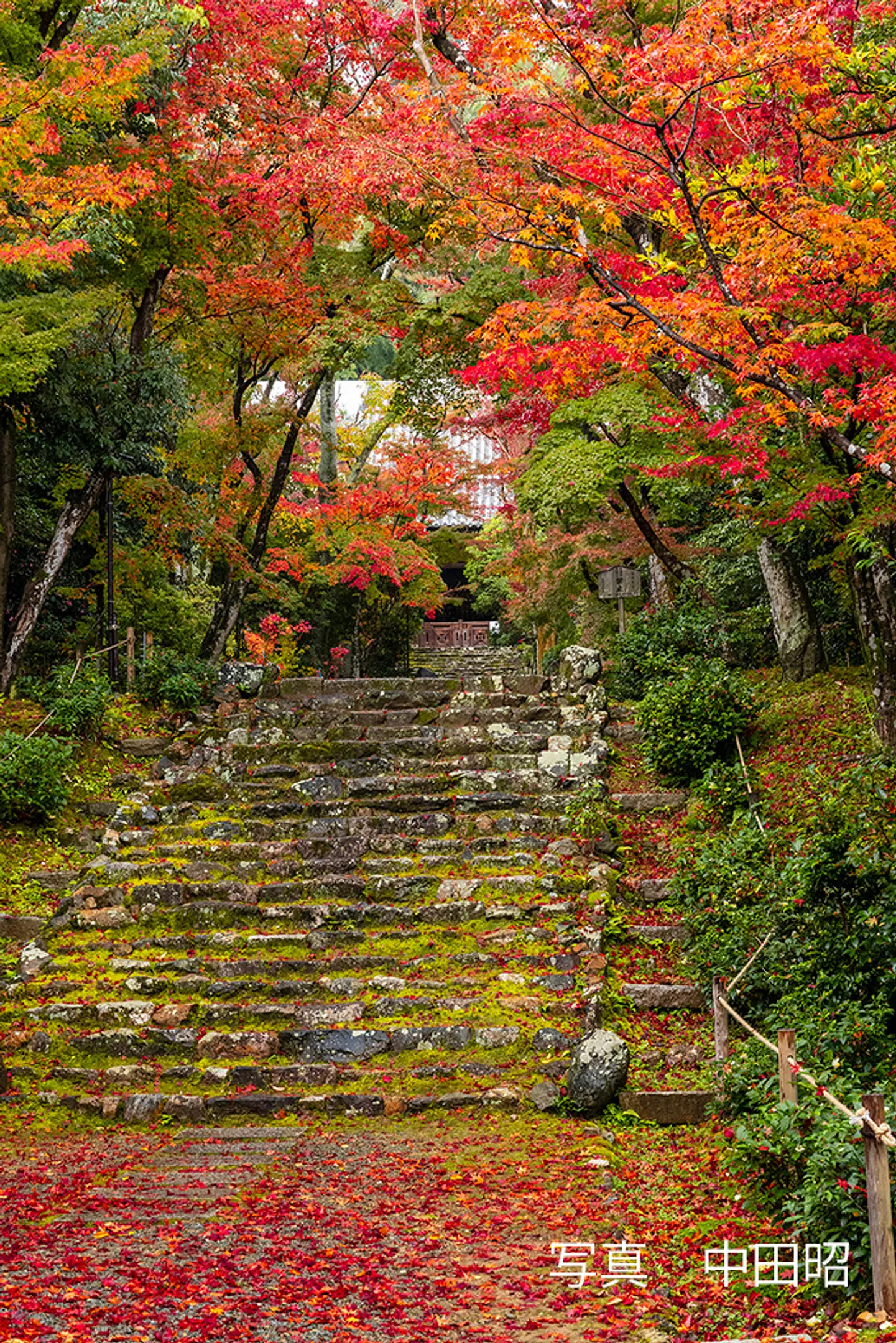 【浄住寺】紅葉