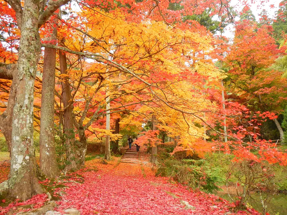 【龍穏寺（りょうおんじ）】紅葉