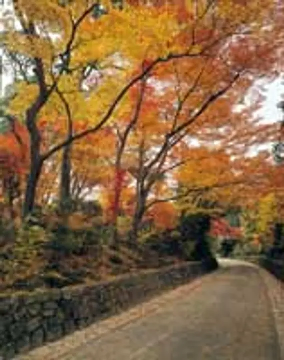 【赤山禅院】紅葉