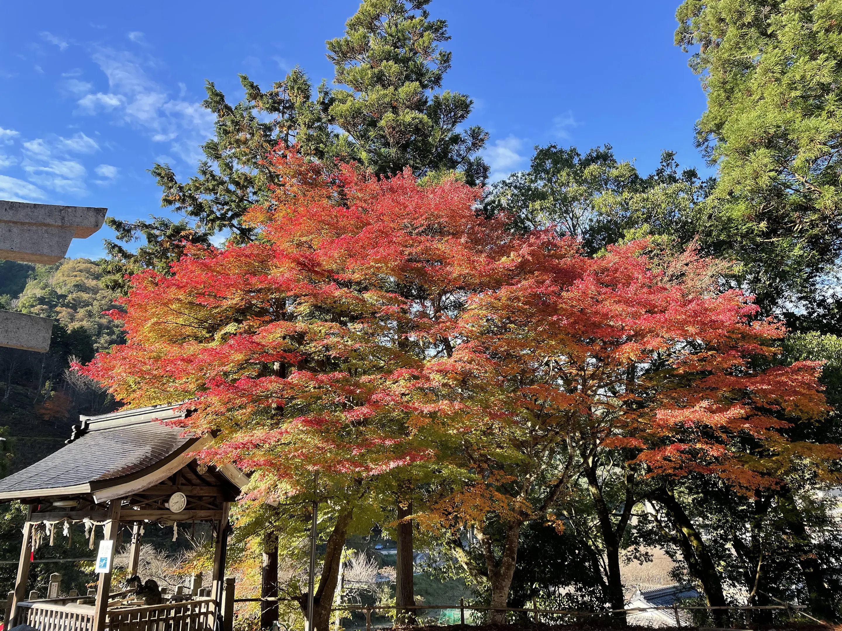 【大原神社】紅葉