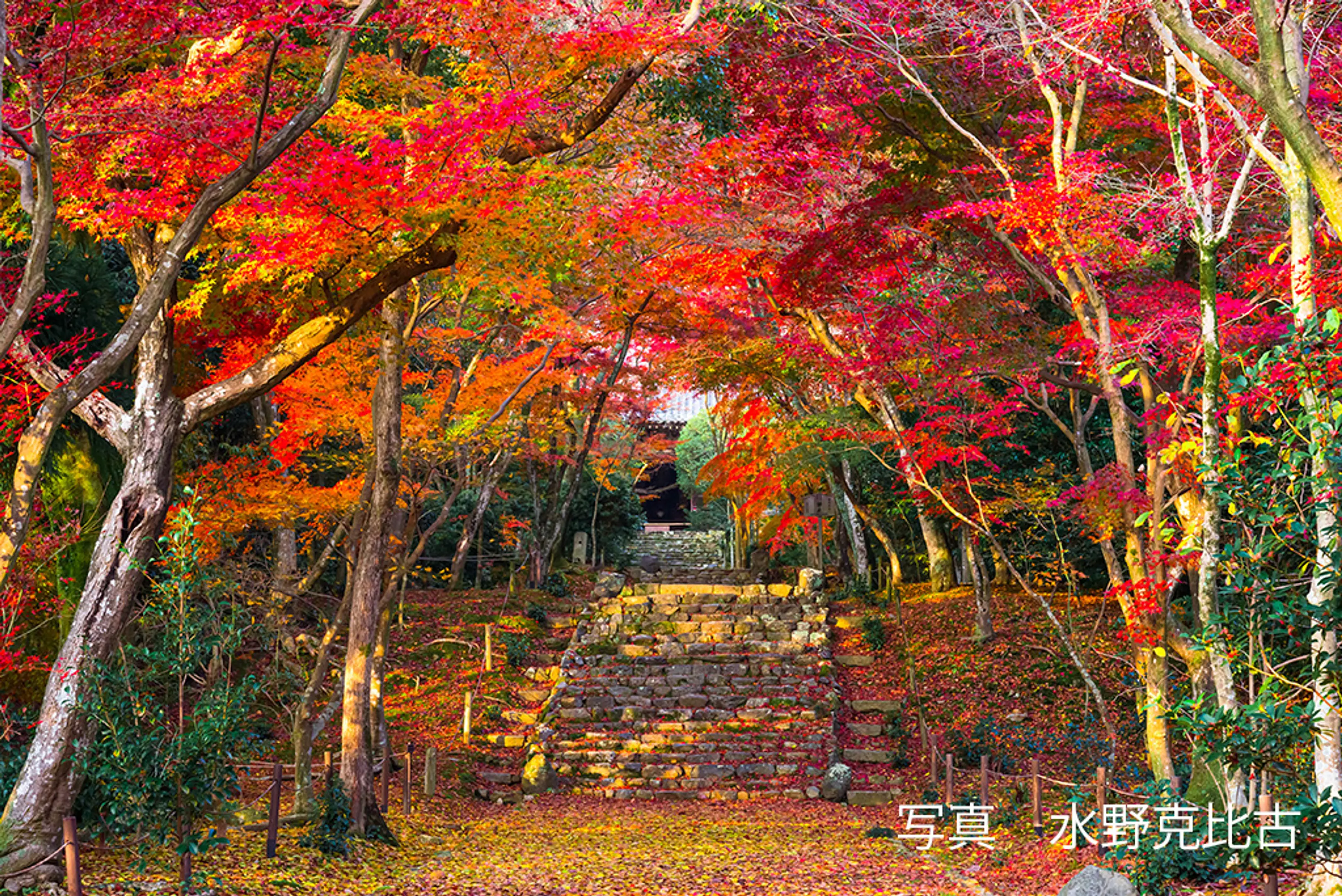 【浄住寺】紅葉