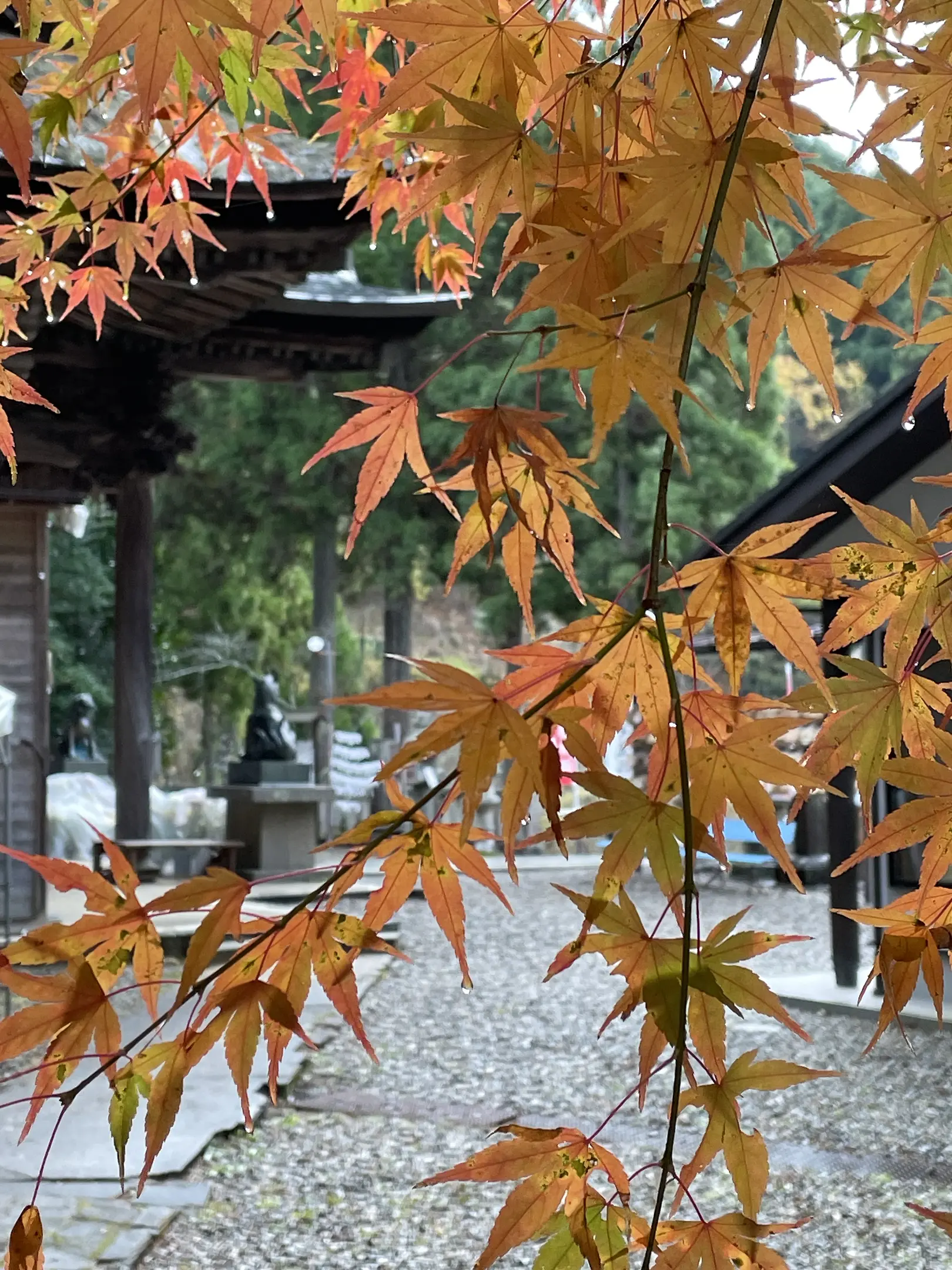 【大原神社】紅葉