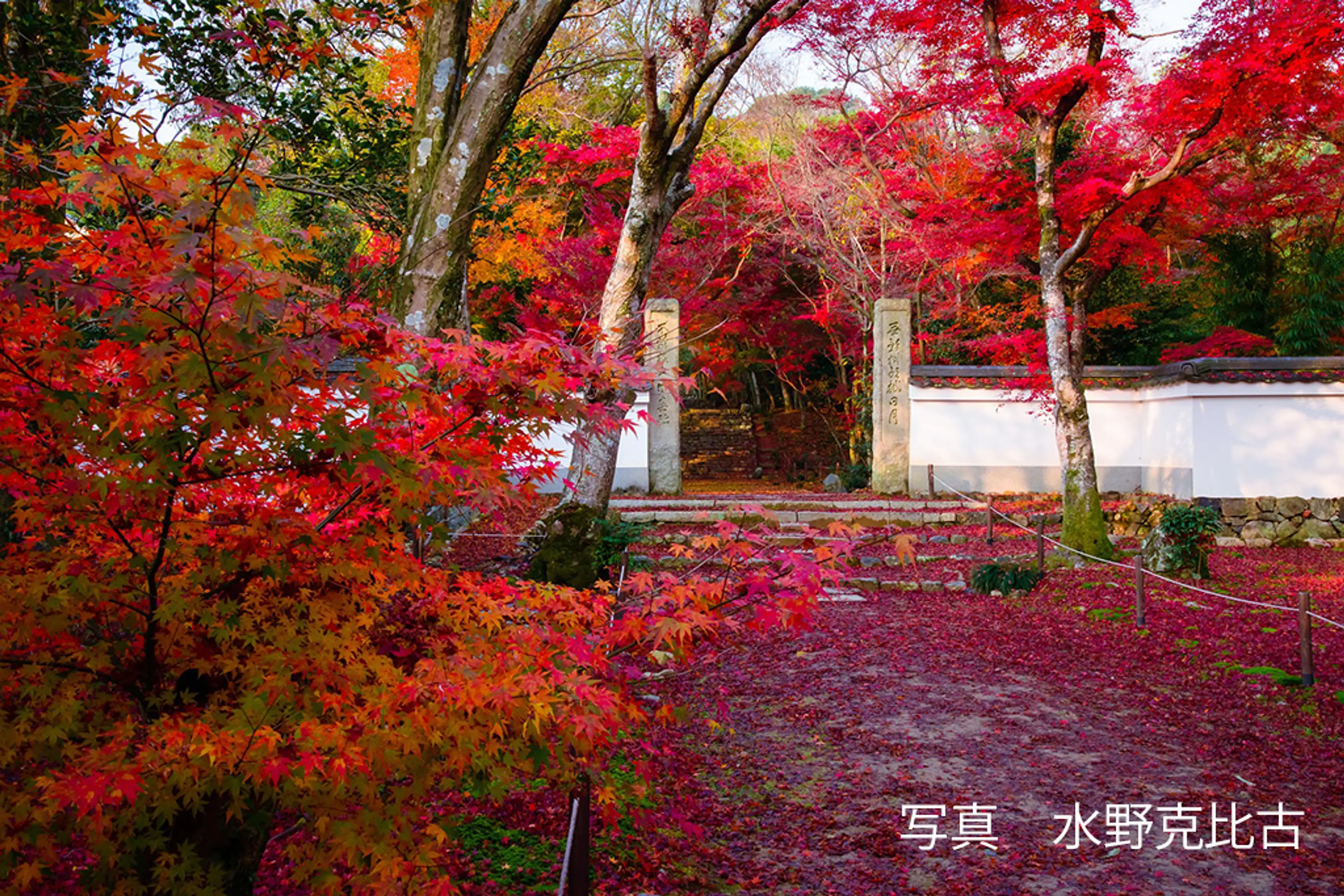 【浄住寺】紅葉