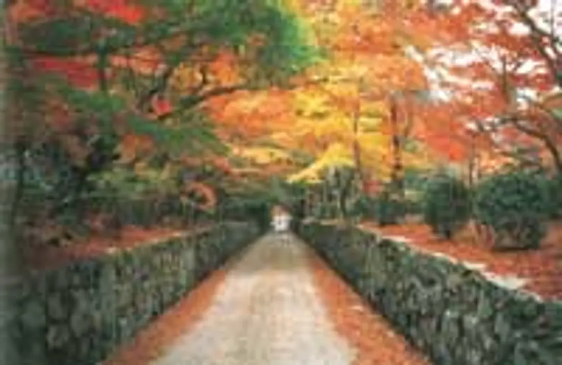 【興聖寺　琴坂】紅葉