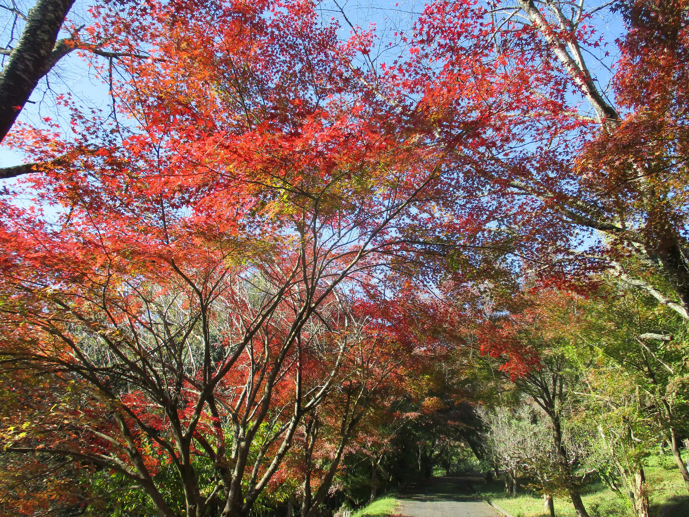 【わち山野草の森】紅葉