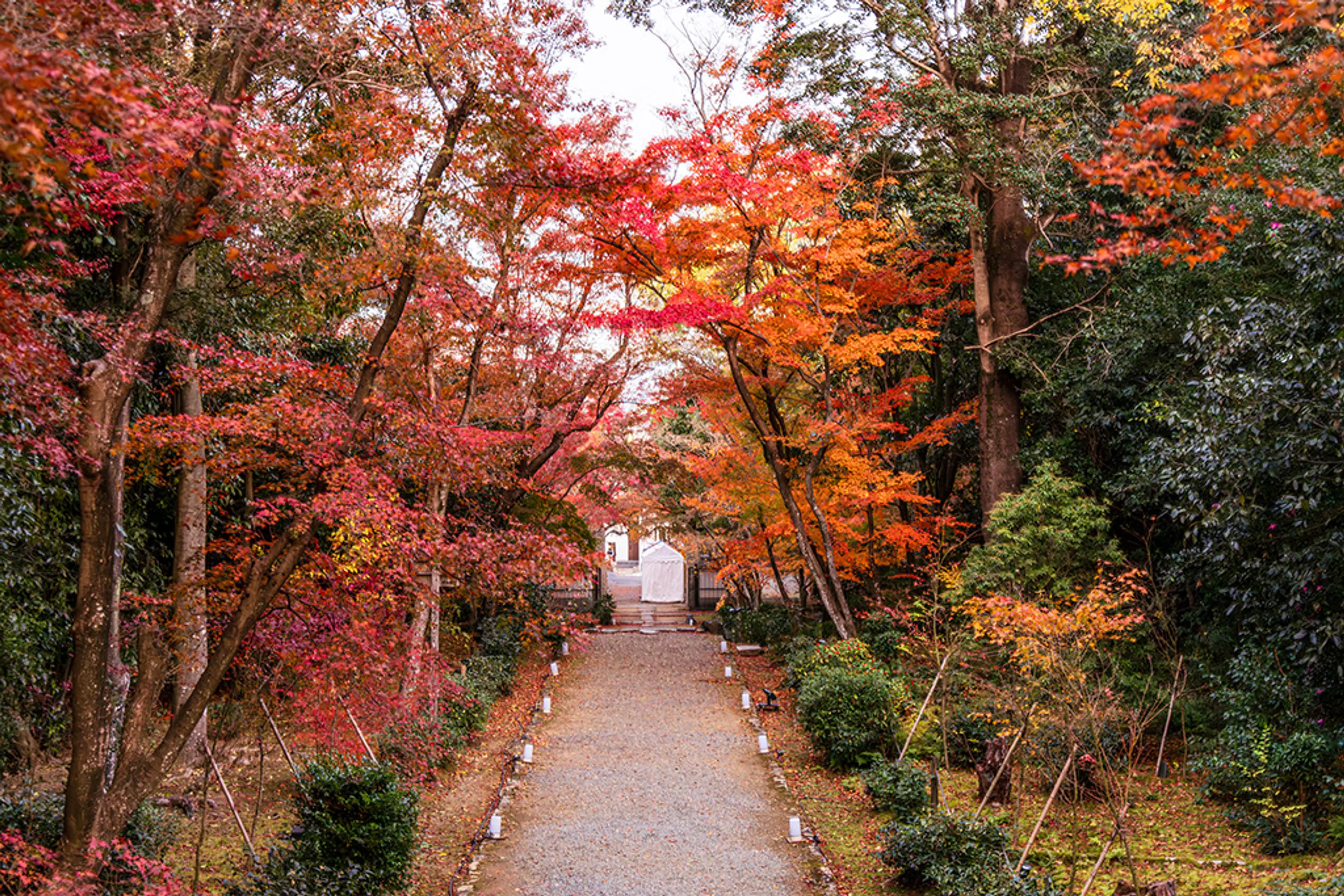 【浄住寺】紅葉