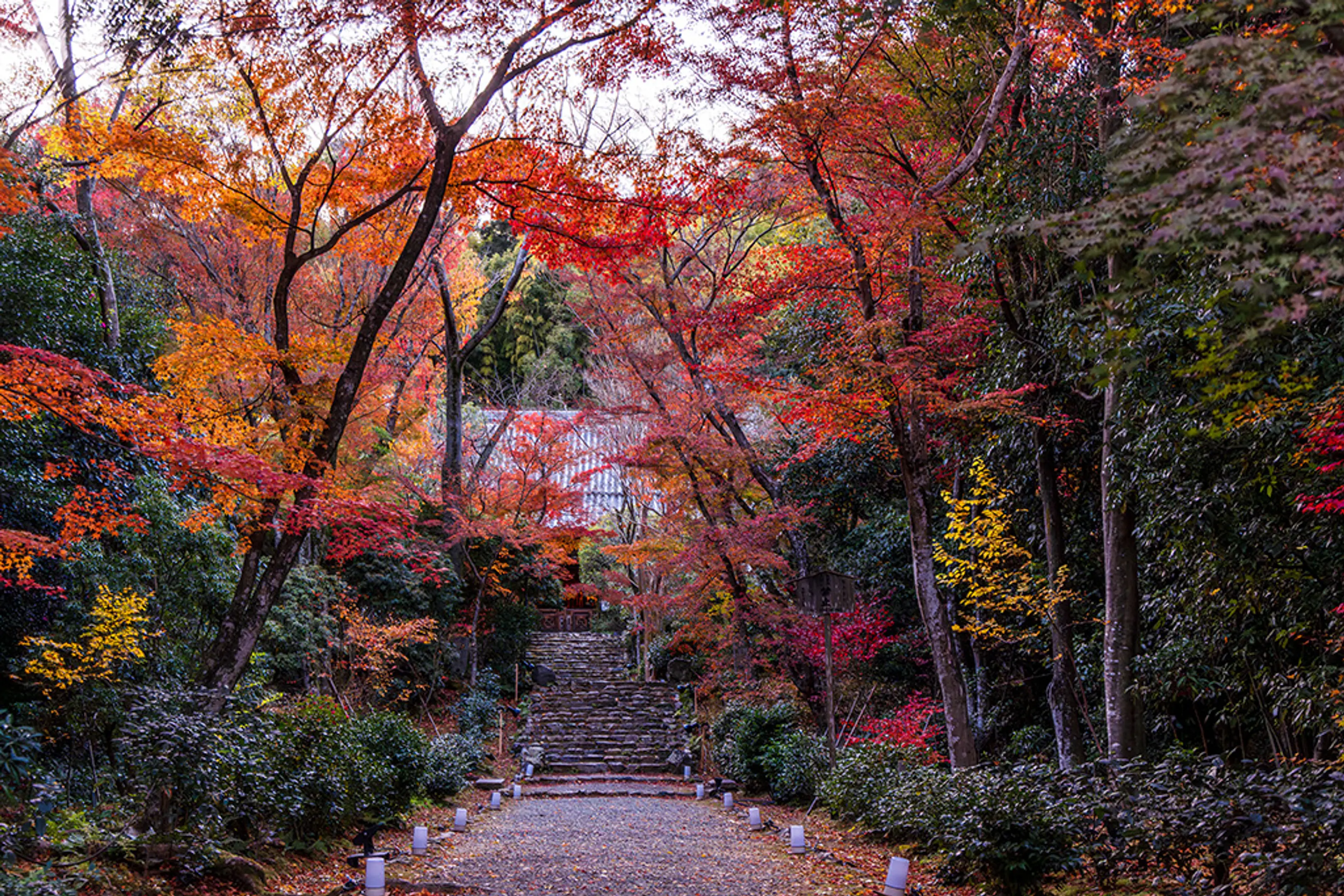 【浄住寺】紅葉