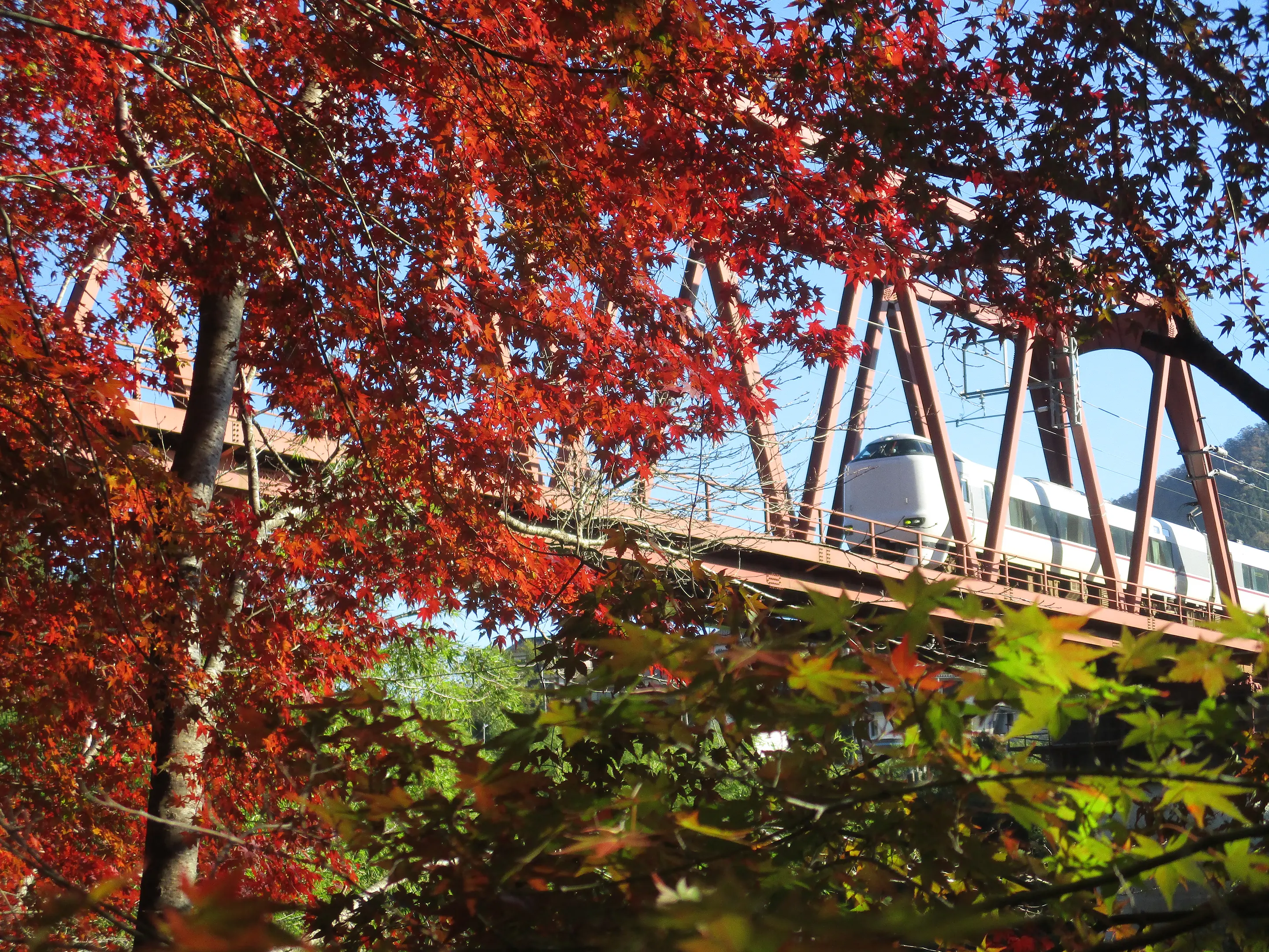 【わち山野草の森】紅葉