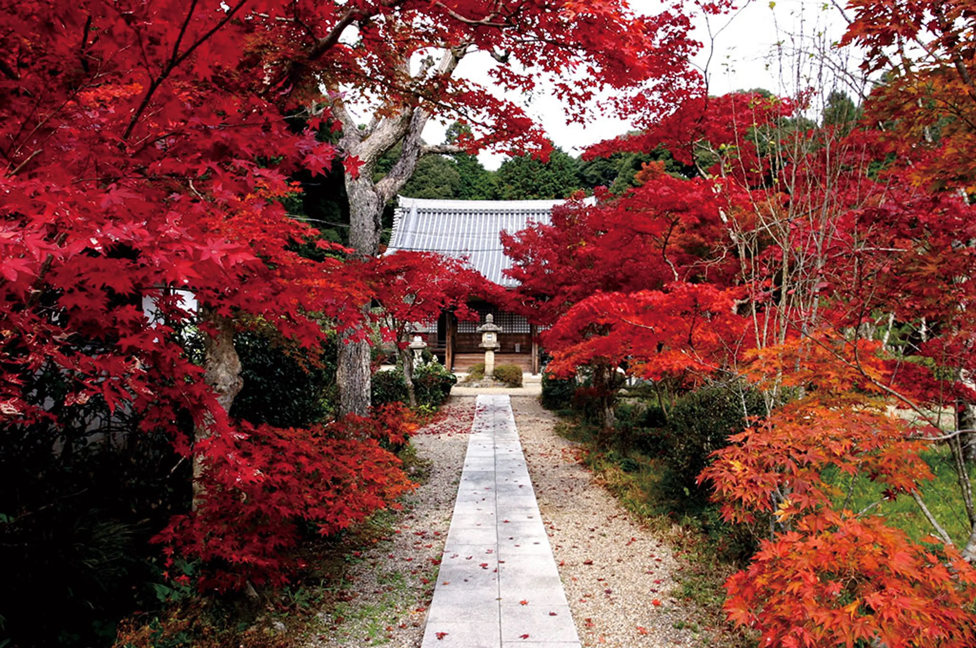 大御堂観音寺の紅葉