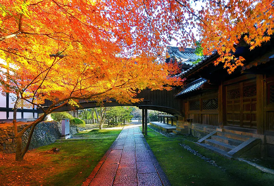 向日神社の紅葉