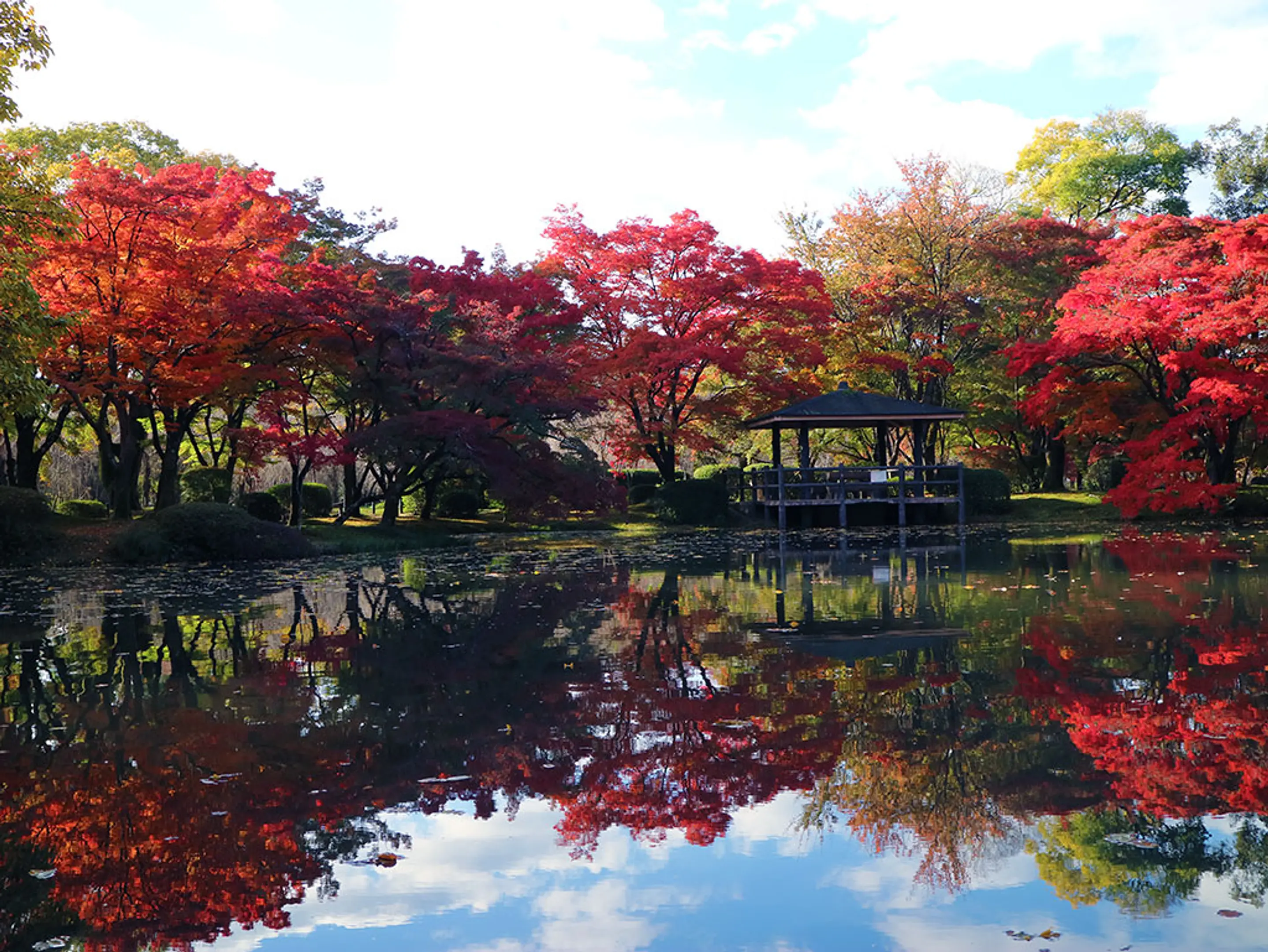 京都府立植物園の紅葉