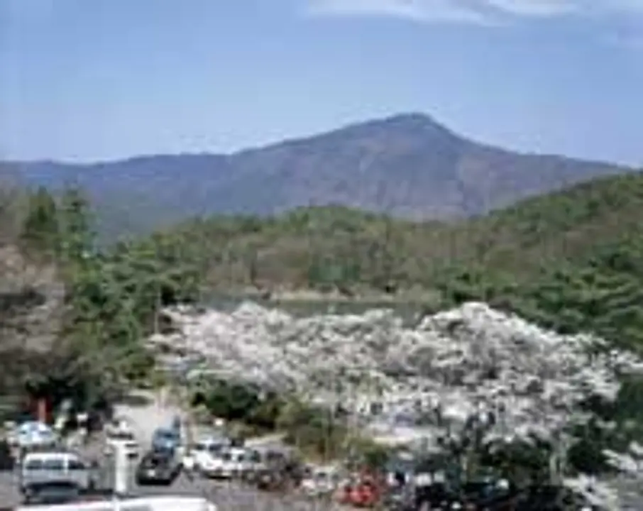 桜　宝ヶ池公園