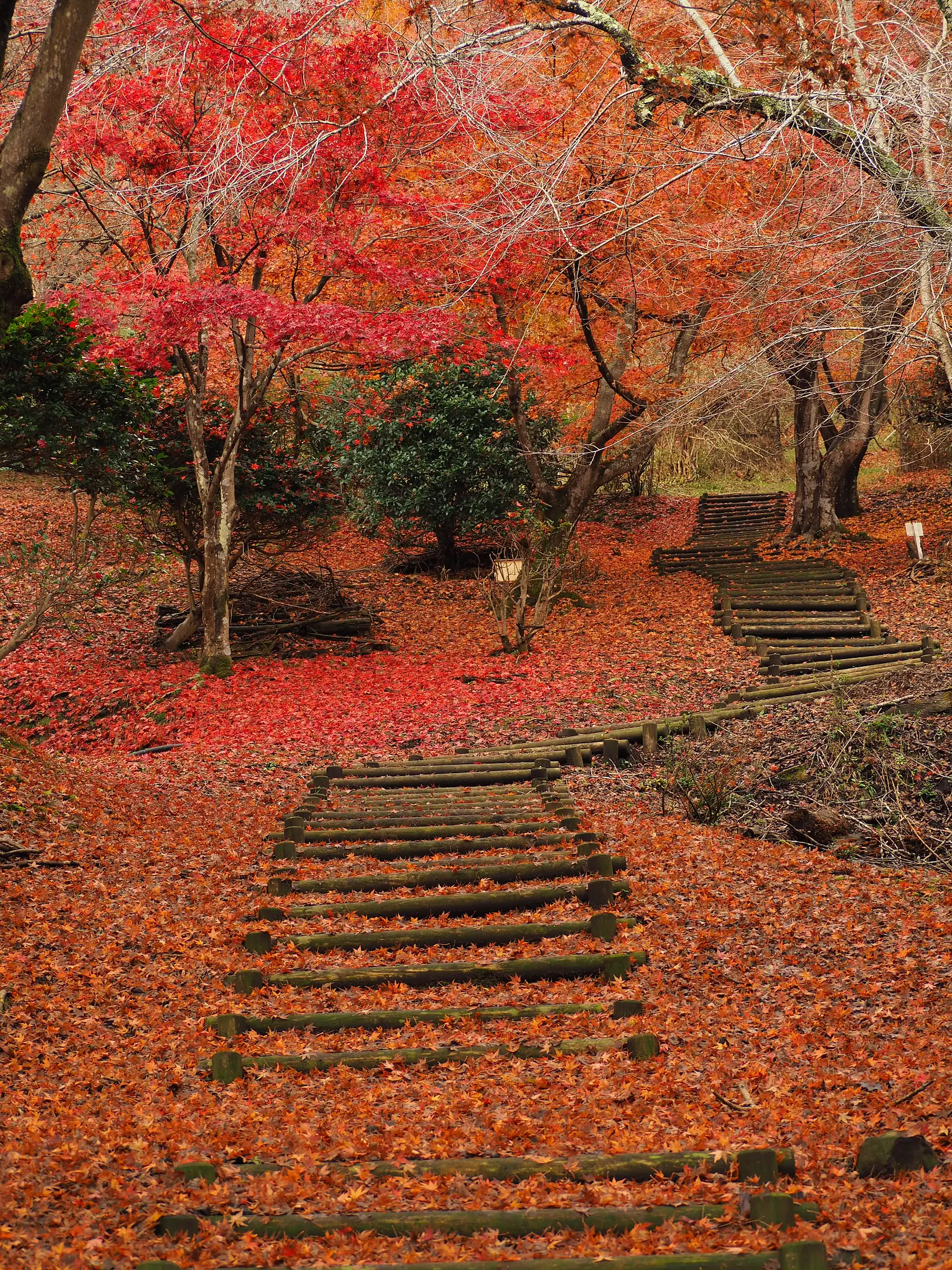 【夜久野高原宝山公園】紅葉