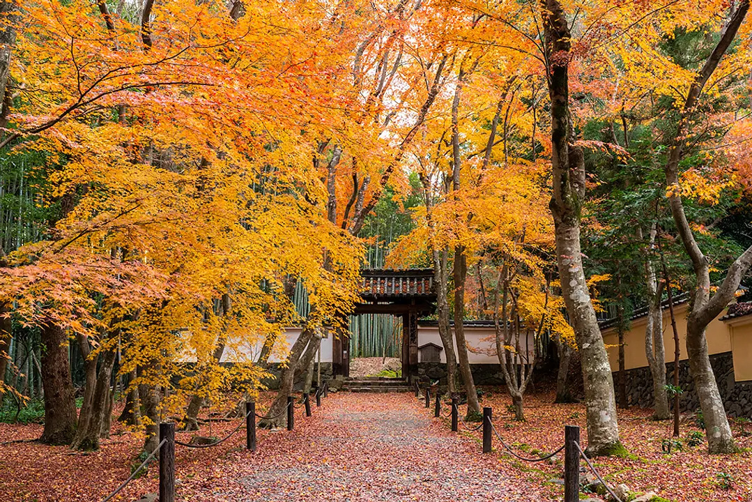 【地蔵院（竹の寺）】紅葉