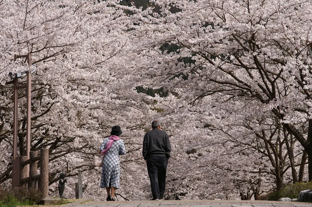 七谷川の桜.JPG