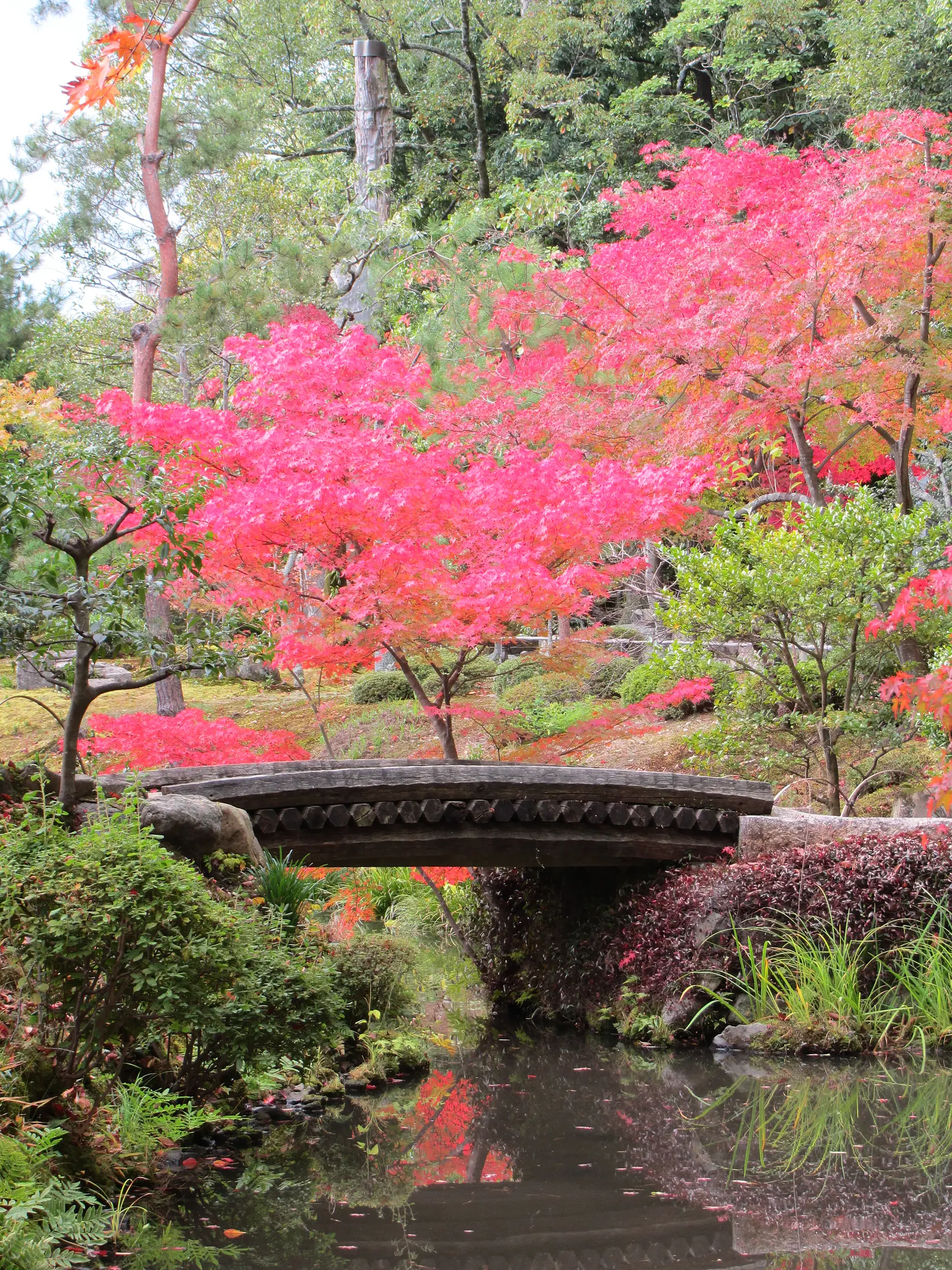 【等持院】紅葉