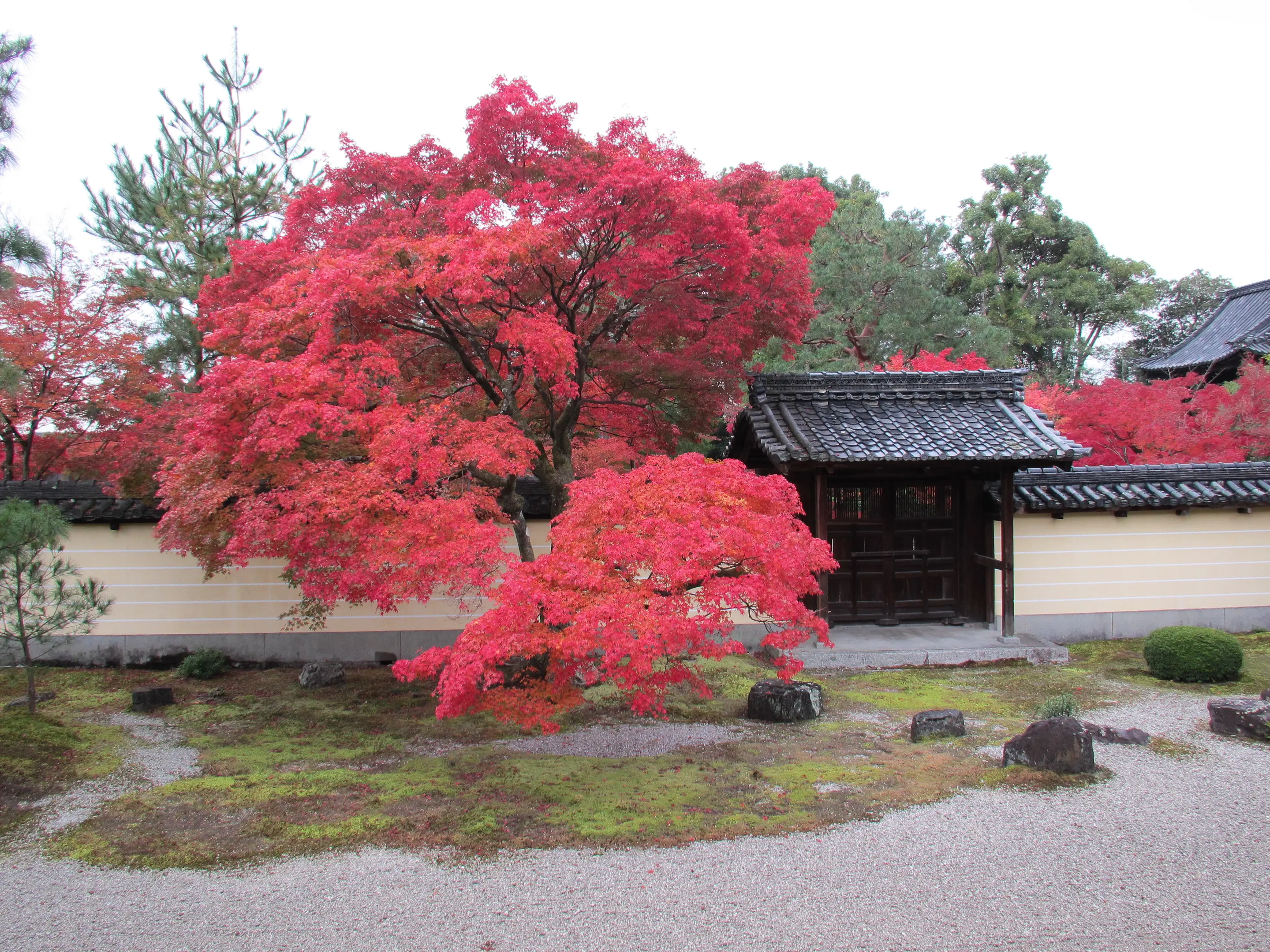 【等持院】紅葉