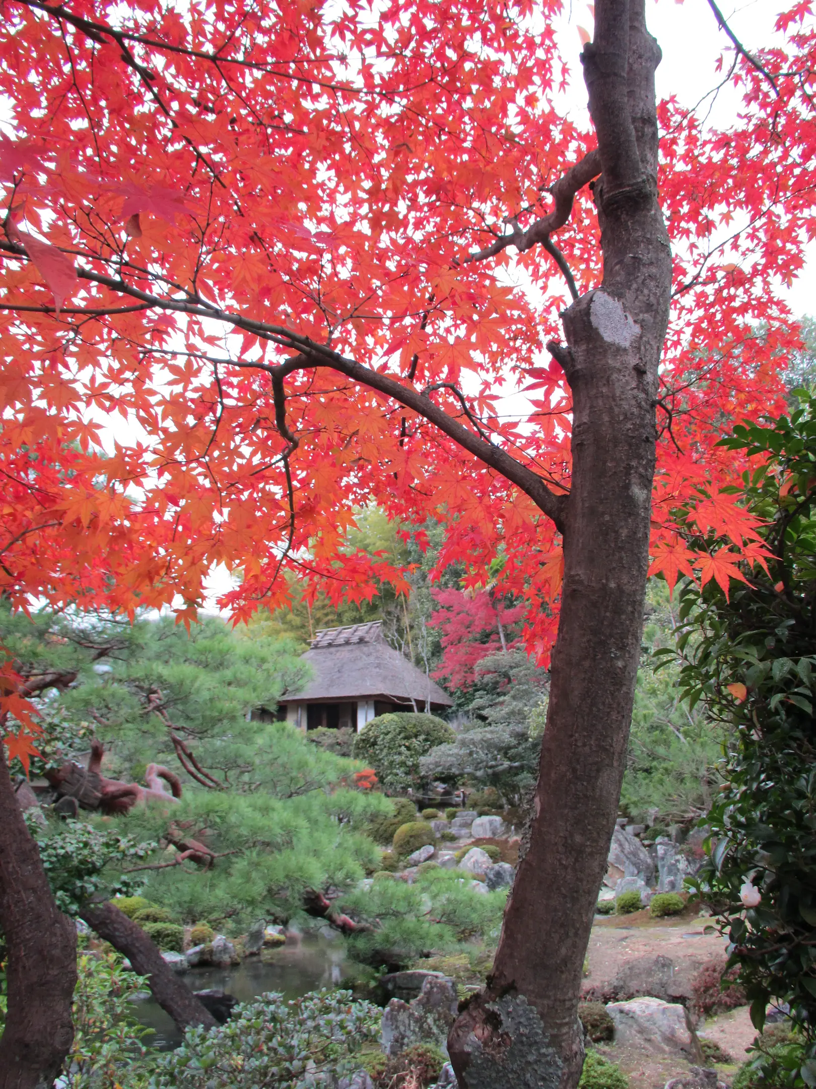 【等持院】紅葉