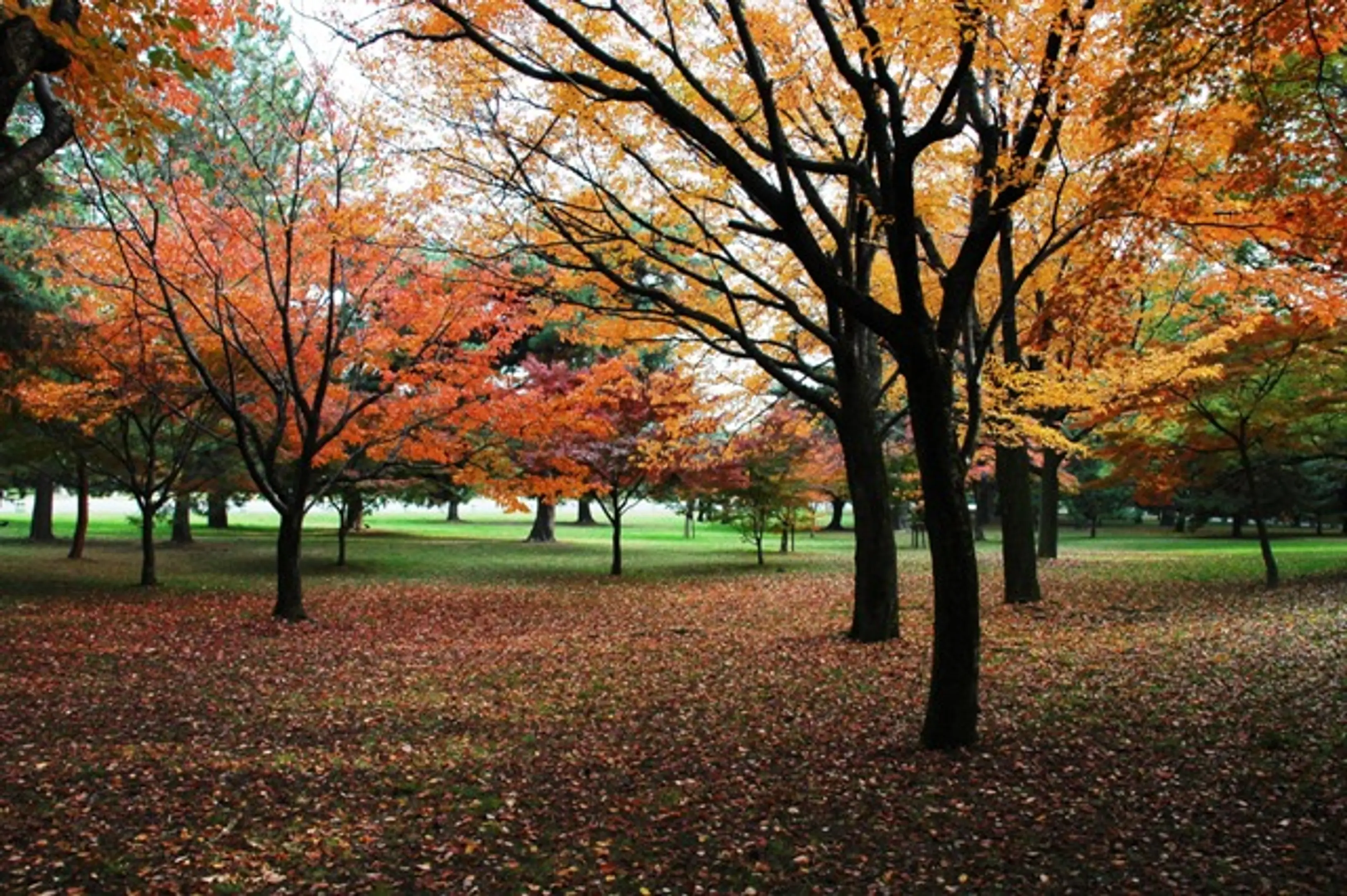 【京都御苑】紅葉