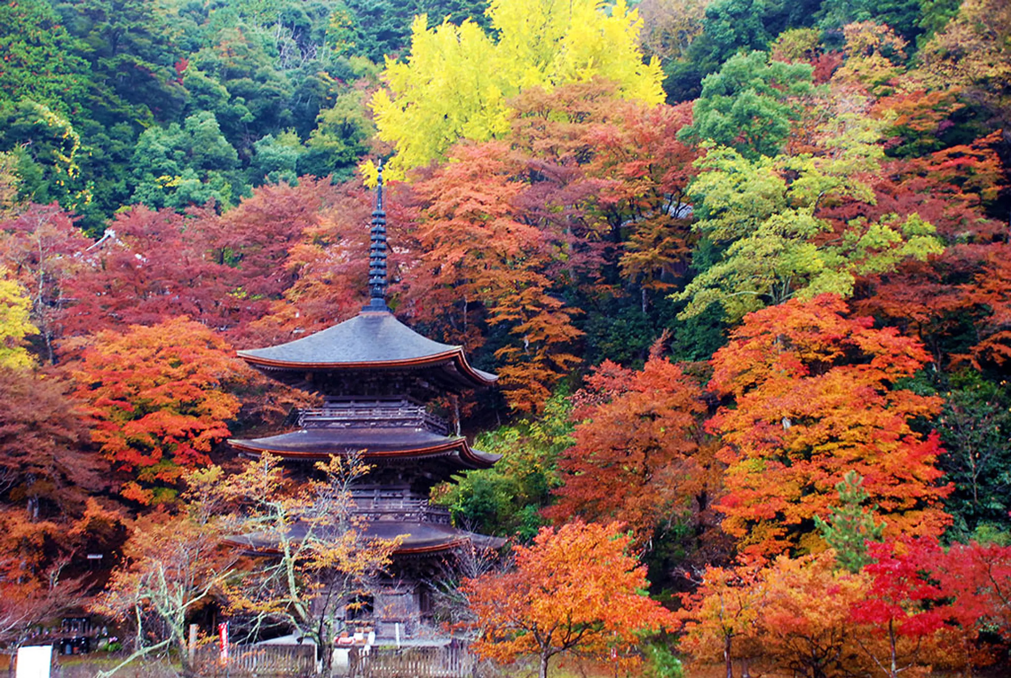 金剛院の紅葉