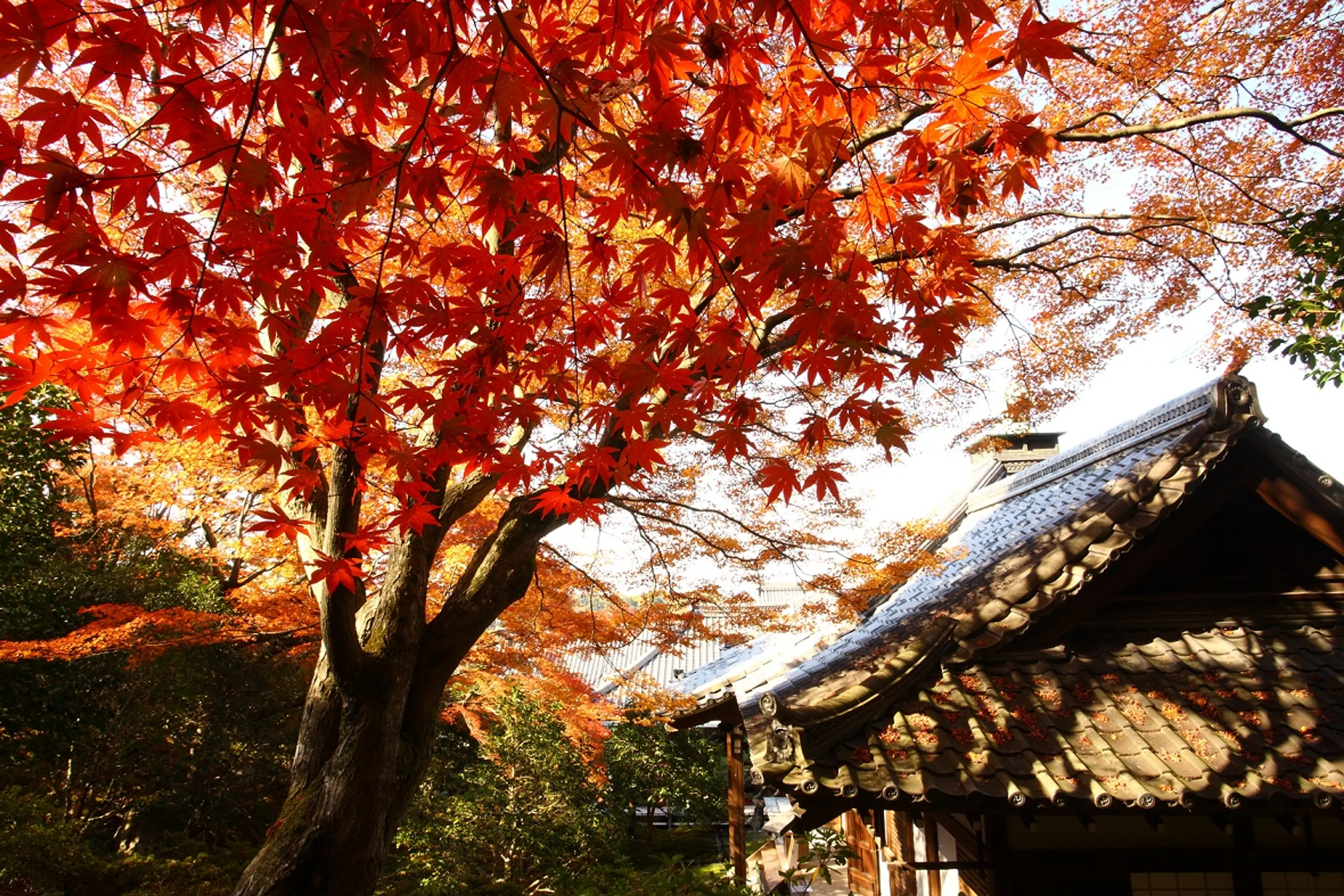 【霊艦寺】紅葉