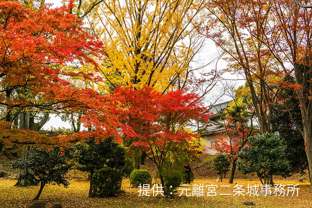 【元離宮二条城】紅葉