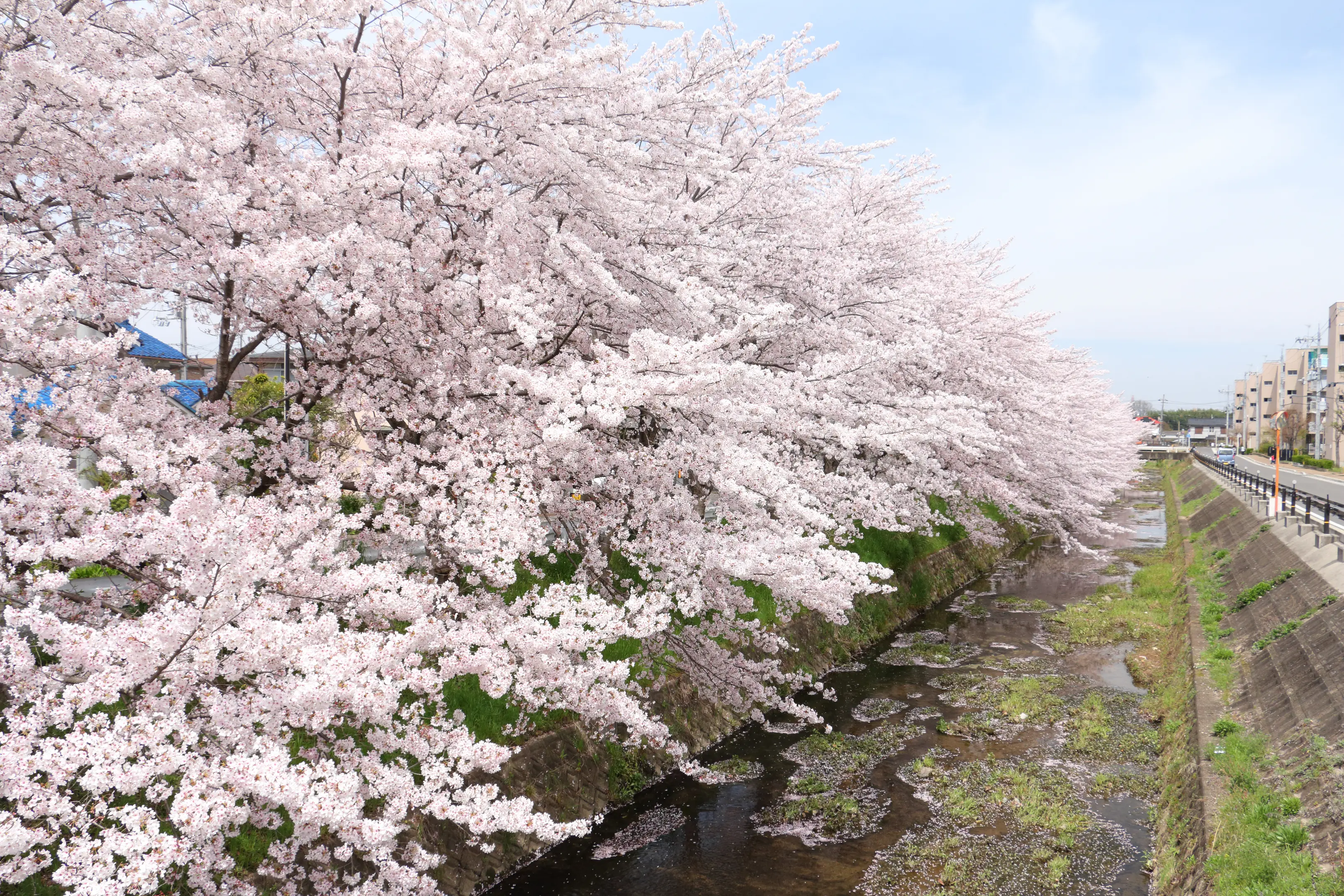 馬坂川畔】桜 | イベント一覧 | 京都府観光連盟公式サイト