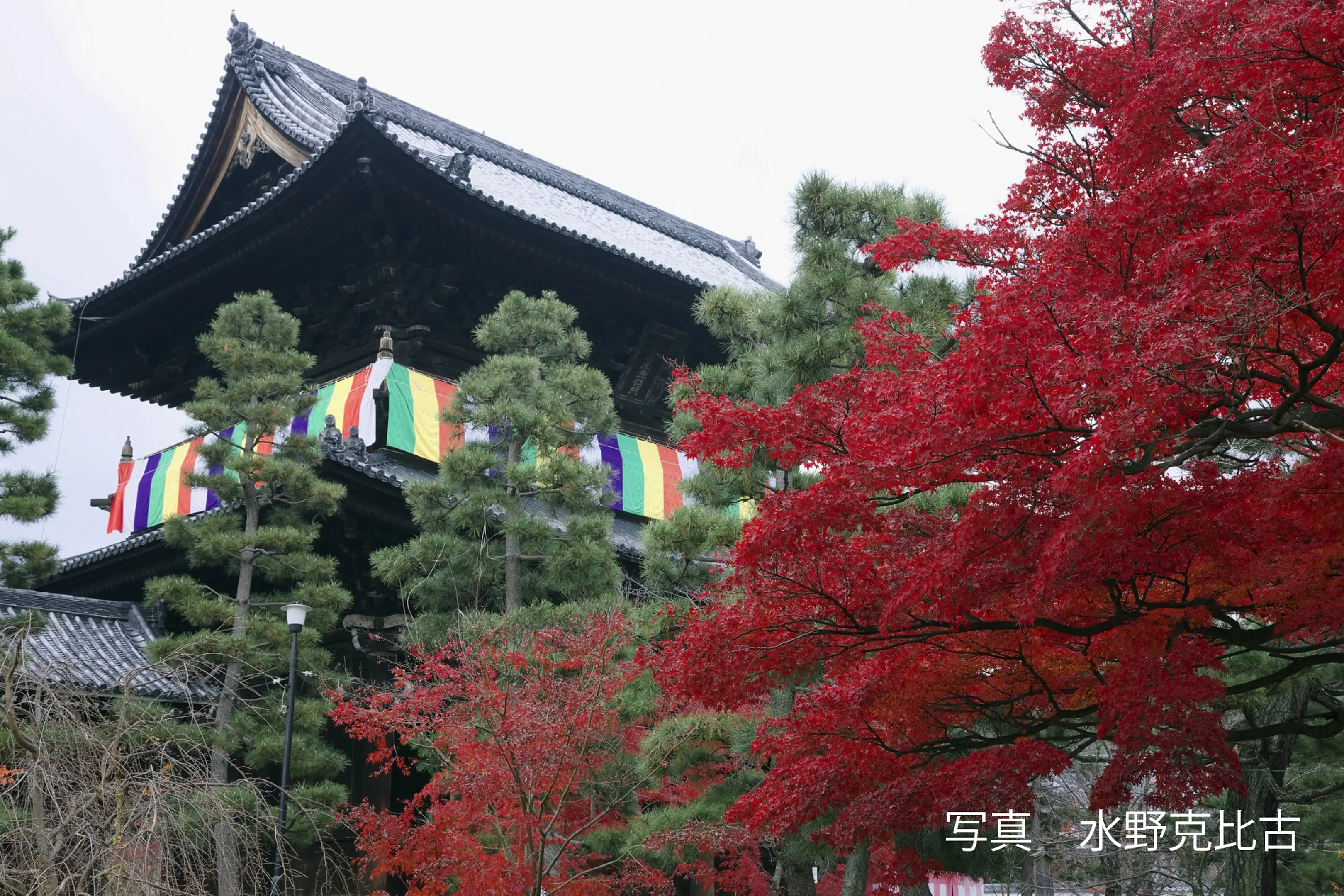 【金戒光明寺】紅葉